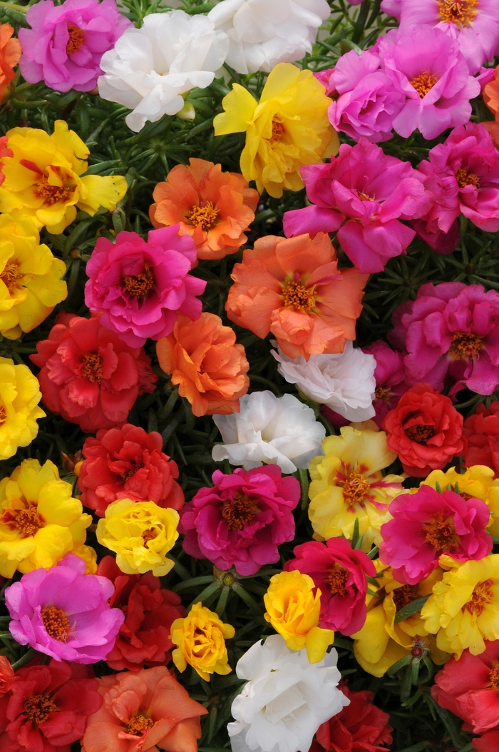 Happy Hour™ 'Mix' - Portulaca grandiflora (Moss Rose, Purslane) from Milmont Greenhouses Happy Hour™ 'Mix' - Portulaca grandiflora (Moss Rose, Purslane) from Milmont Greenhouses