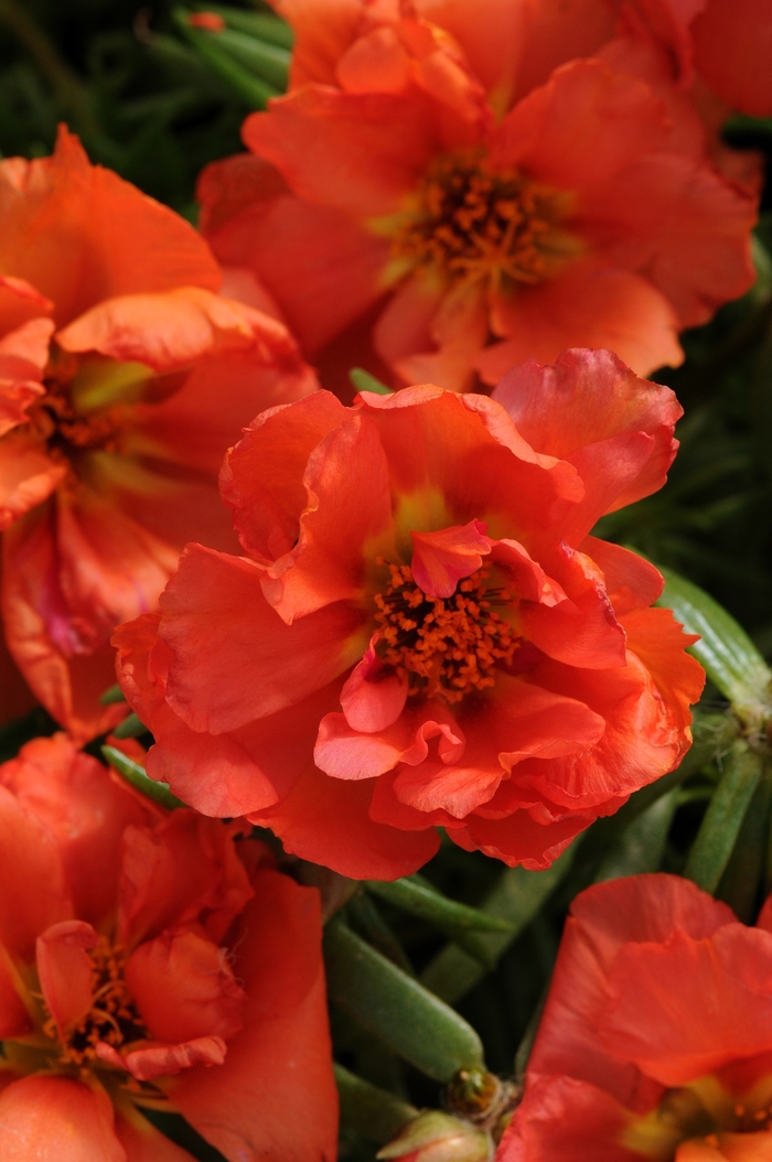 Happy Hour™ 'Orange' - Portulaca grandiflora (Moss Rose, Purslane) from Milmont Greenhouses Happy Hour™ 'Orange' - Portulaca grandiflora (Moss Rose, Purslane) from Milmont Greenhouses