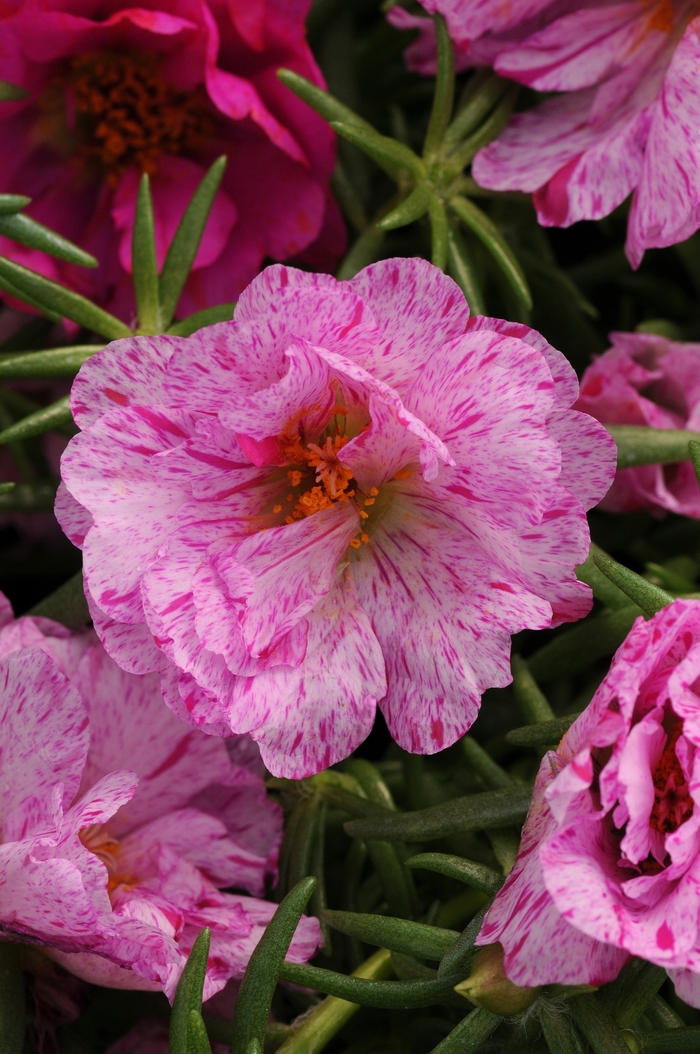 Happy Hour™ 'Peppermint' - Portulaca grandiflora (Moss Rose, Purslane) from Milmont Greenhouses Happy Hour™ 'Peppermint' - Portulaca grandiflora (Moss Rose, Purslane) from Milmont Greenhouses