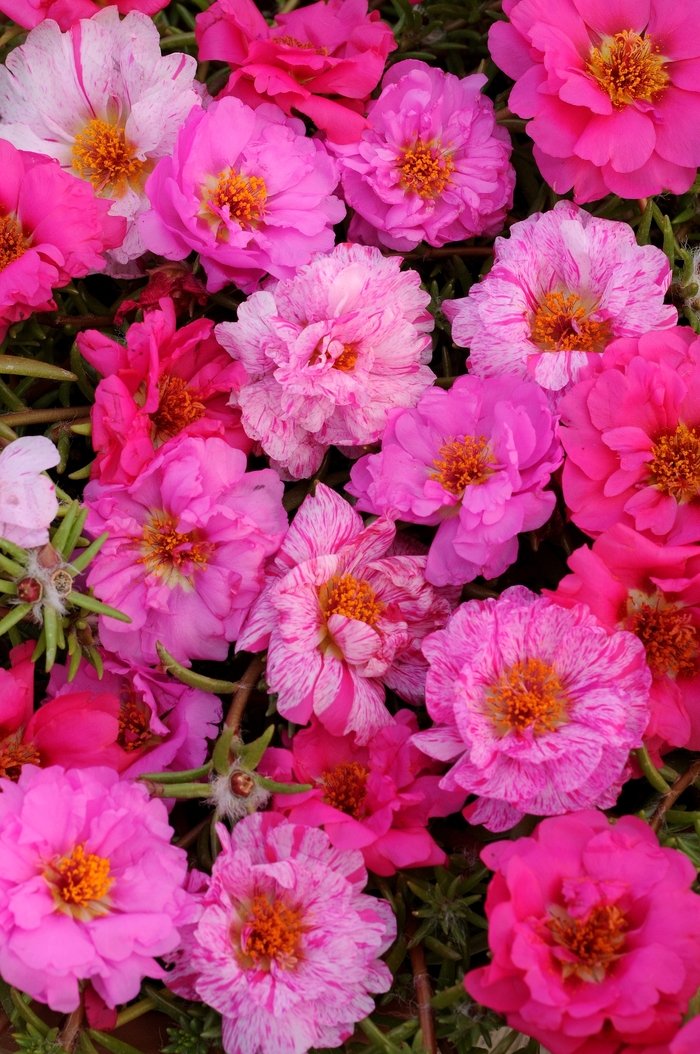 Happy Hour™ 'Pink Passion Mixture' - Portulaca grandiflora (Moss Rose, Purslane) from Milmont Greenhouses Happy Hour™ 'Pink Passion Mixture' - Portulaca grandiflora (Moss Rose, Purslane) from Milmont Greenhouses