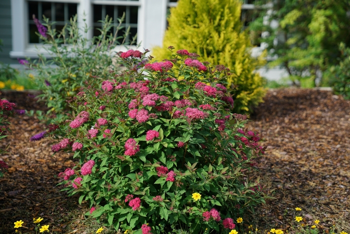 Double Play 'Doozie®' - Spiraea (Spirea) from Milmont Greenhouses Double Play 'Doozie®' - Spiraea (Spirea) from Milmont Greenhouses