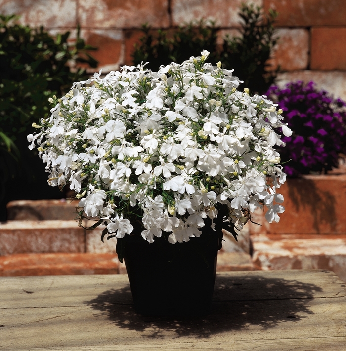 Riviera 'White' - Lobelia erinus from Milmont Greenhouses Riviera 'White' - Lobelia erinus from Milmont Greenhouses