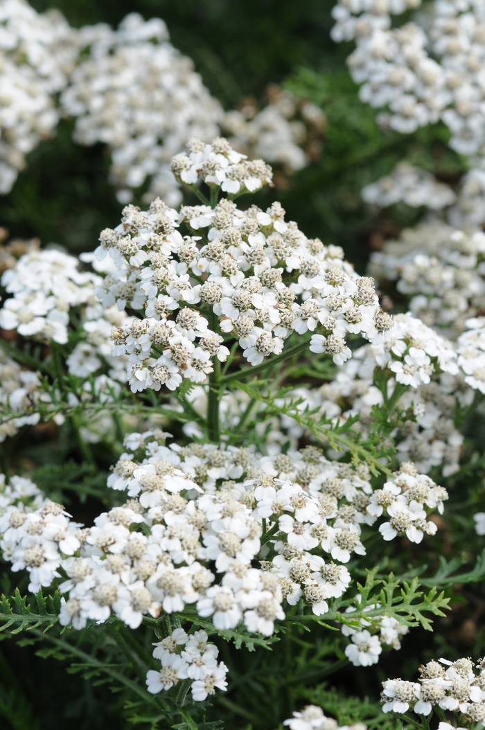 New Vintage&trade; White - Achillea millefolium (Yarrow) from Milmont Greenhouses