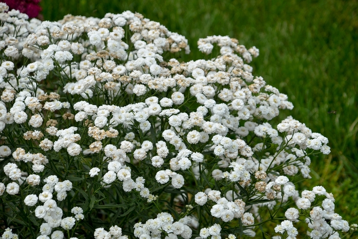 'Peter Cottontail' Sneezewort - Achillea ptarmica from Milmont Greenhouses