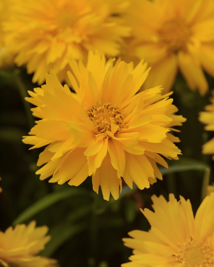 Double the Sun Tickseed - Coreopsis grandiflora 'Double the Sun' (Tickseed) from Milmont Greenhouses Double the Sun Tickseed - Coreopsis grandiflora 'Double the Sun' (Tickseed) from Milmont Greenhouses