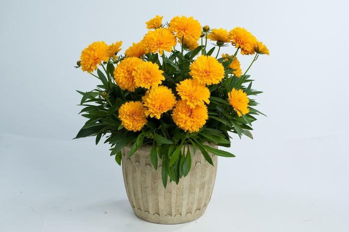 Solanna&trade; 'Golden Sphere' - Coreopsis grandiflora (Tickseed) from Milmont Greenhouses