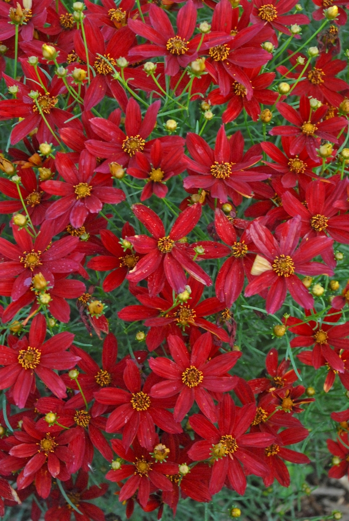 Sizzle & Spice&reg; ''Hot Paprika'' - Coreopsis verticillata (Tickweed) from Milmont Greenhouses