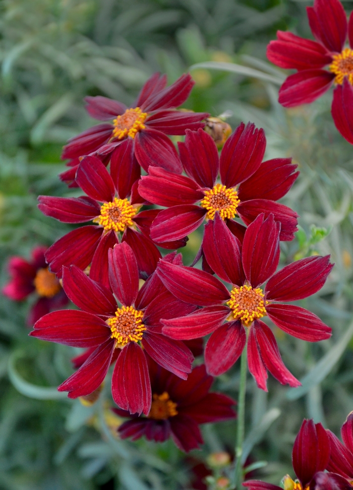 Permathread&trade; 'Red Satin' - Coreopsis from Milmont Greenhouses