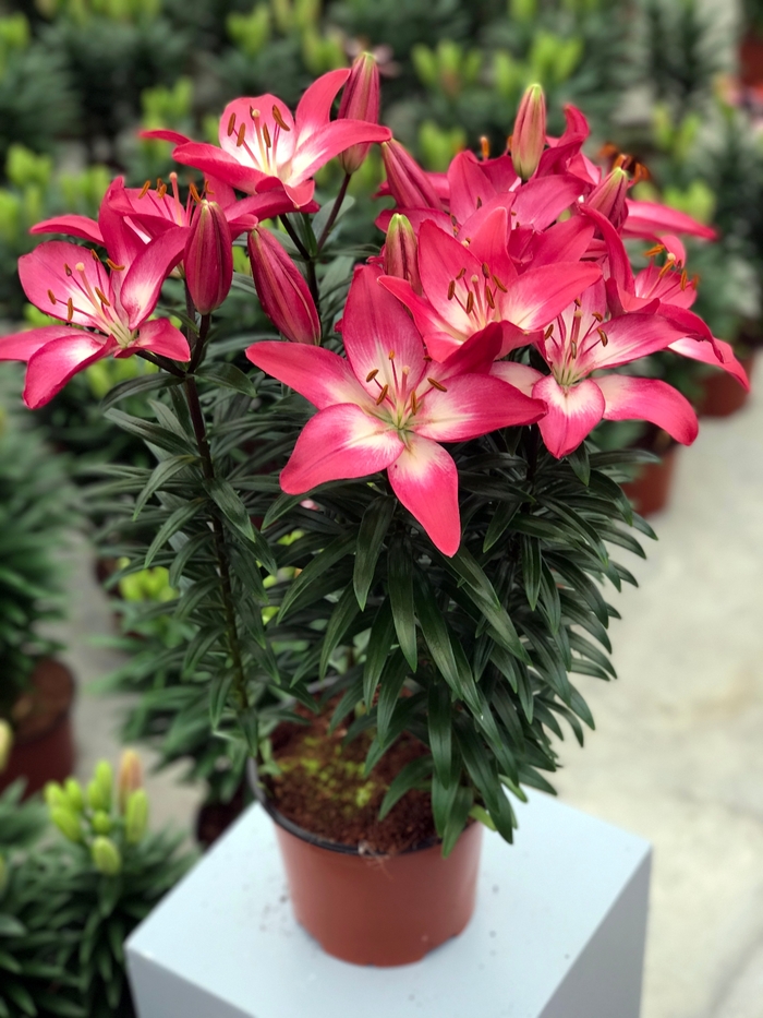 Lily Looks 'Tiny Diamond' - Lilium asiaticum (Asiatic Lily) from Milmont Greenhouses