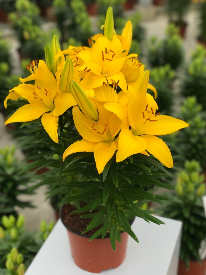 Lily Looks 'Tiny Ranger' - Lilium asiaticum (Asiatic Lily) from Milmont Greenhouses