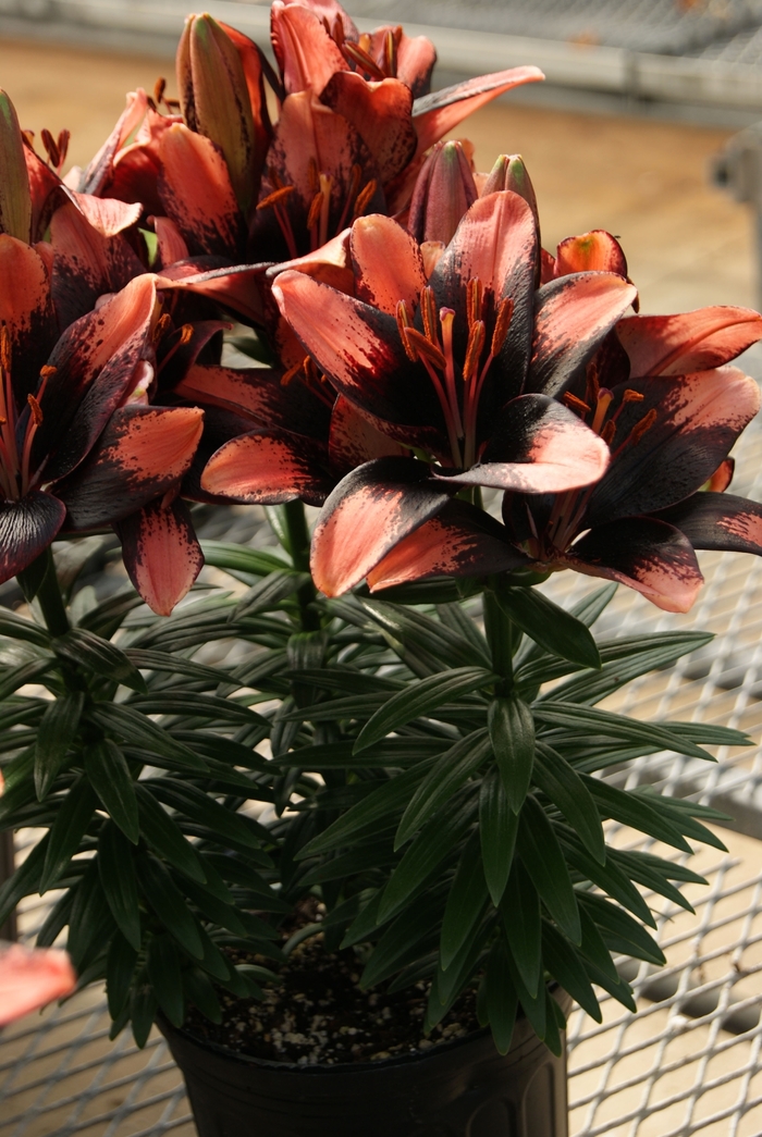 Lily Looks 'Tiny Shadow' - Lilium asiaticum (Asiatic Lily) from Milmont Greenhouses