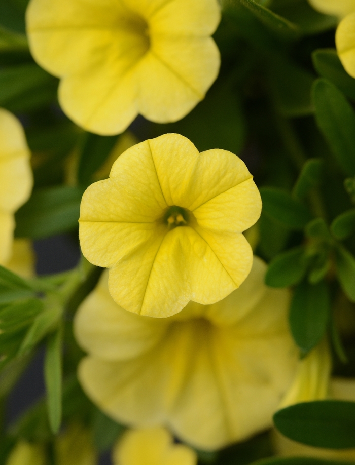 MiniFamous® Neo 'Deep Yellow' - Calibrachoa (Mini Petunia) from Milmont Greenhouses