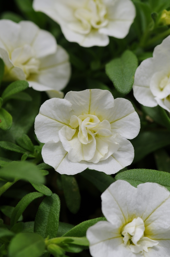 MiniFamous® 'Uno Double White' - Calibrachoa (Trailing Petunia) from Milmont Greenhouses