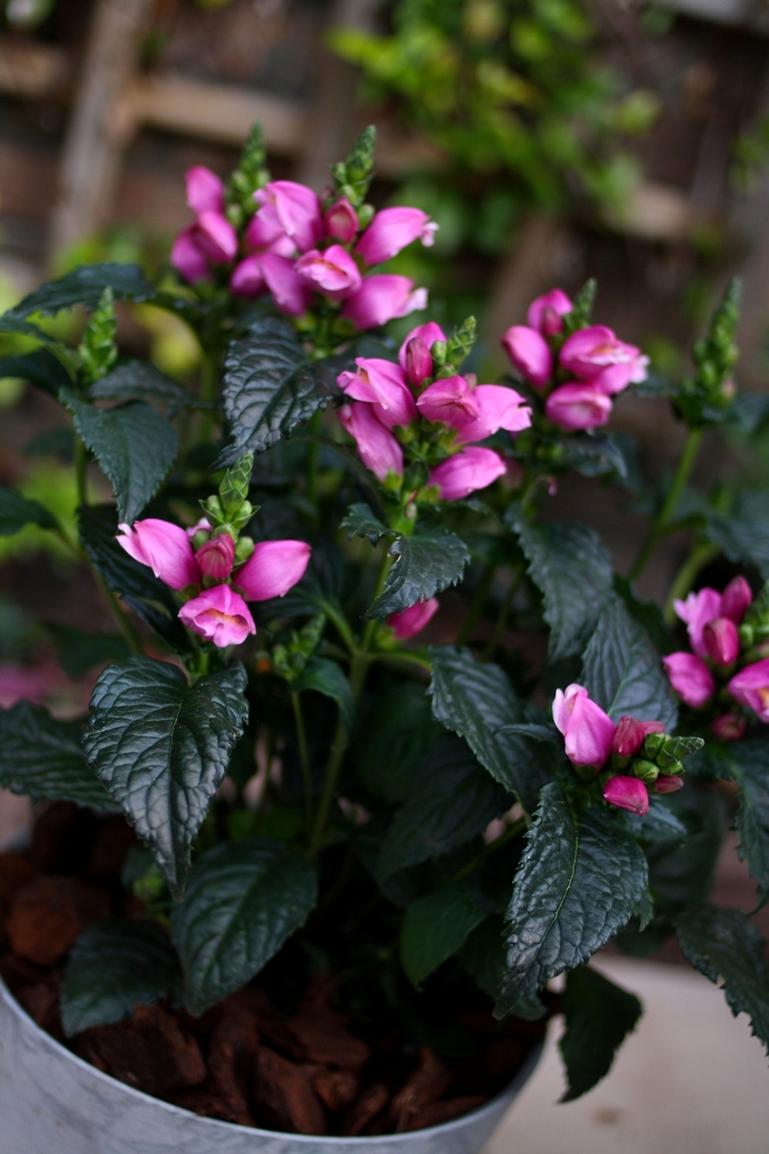 'Tiny Tortuga' Pink Turtlehead - Chelone obliqua from Milmont Greenhouses