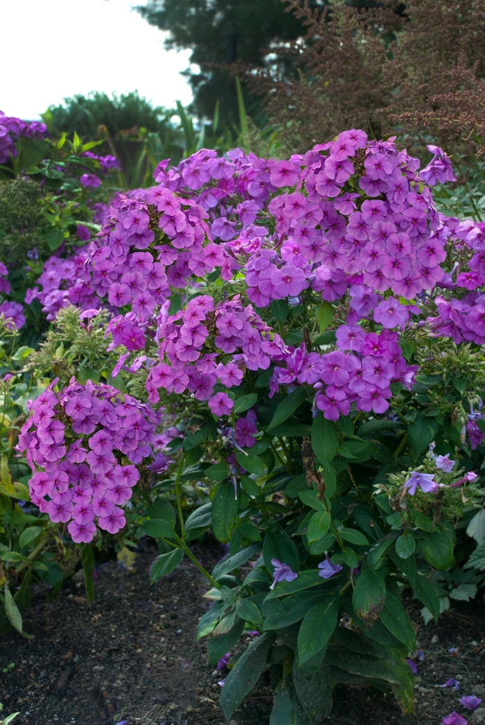 Flame&trade; Purple - Phlox paniculata (Garden Phlox) from Milmont Greenhouses
