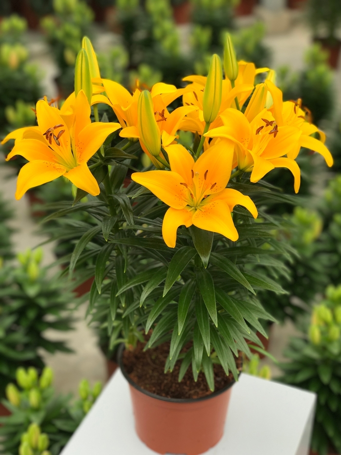 'Tiny Bee' Asiatic Lily - Lilium asiaticum PP16.255 from Milmont Greenhouses 'Tiny Bee' Asiatic Lily - Lilium asiaticum PP16.255 from Milmont Greenhouses