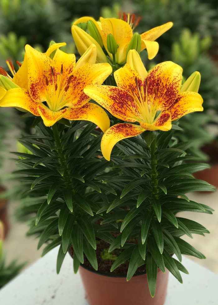 Lily Looks 'Tiny Nugget' - Lilium asiaticum (Asiatic Lily) from Milmont Greenhouses
