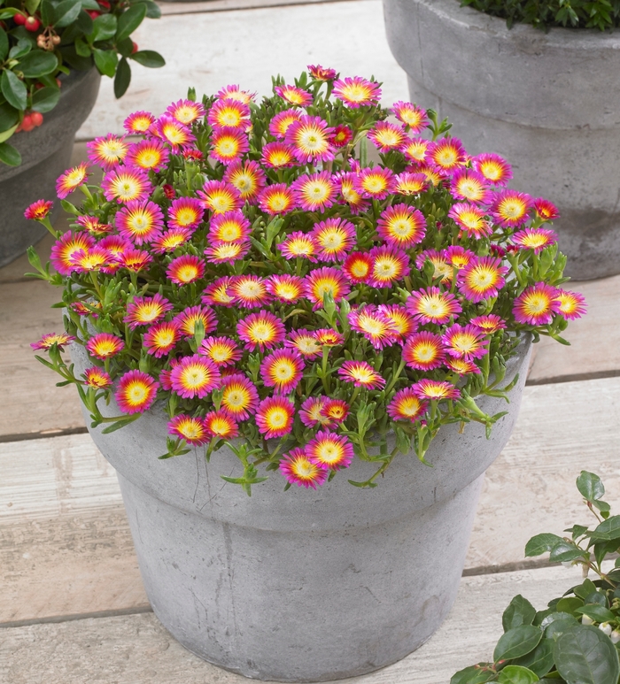 Wheels of Wonder&reg; 'Hot Pink Wonder' - Delosperma cooperi (Ice Plant) from Milmont Greenhouses