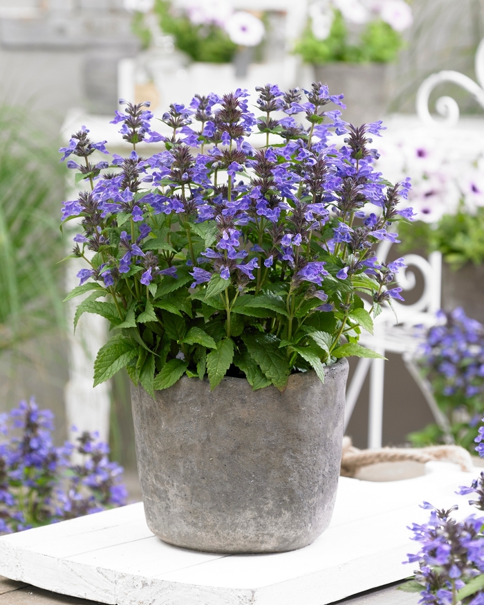 'Neptune' Dwarf Catmint - Nepeta kubanica from Milmont Greenhouses