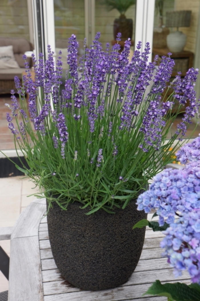Big Time Blue English Lavender - Lavandula angustifolia 'Armtipp01' PP24827 (English Lavender) from Milmont Greenhouses