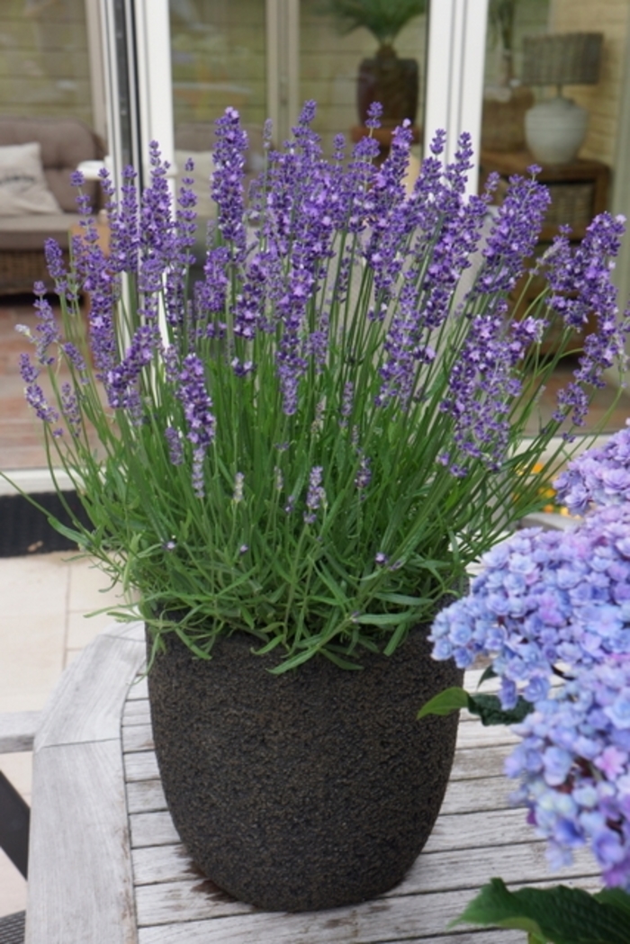 Big Time Blue English Lavender - Lavandula angustifolia 'Armtipp01' PP24827 (English Lavender) from Milmont Greenhouses Big Time Blue English Lavender - Lavandula angustifolia 'Armtipp01' PP24827 (English Lavender) from Milmont Greenhouses