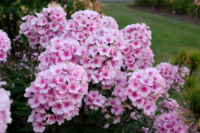 Bright Eyes Garden Phlox - Phlox paniculata 'Bright Eyes' (Garden Phlox) from Milmont Greenhouses