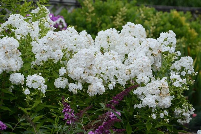 David Garden Phlox - Phlox paniculata 'David' (Garden Phlox) from Milmont Greenhouses
