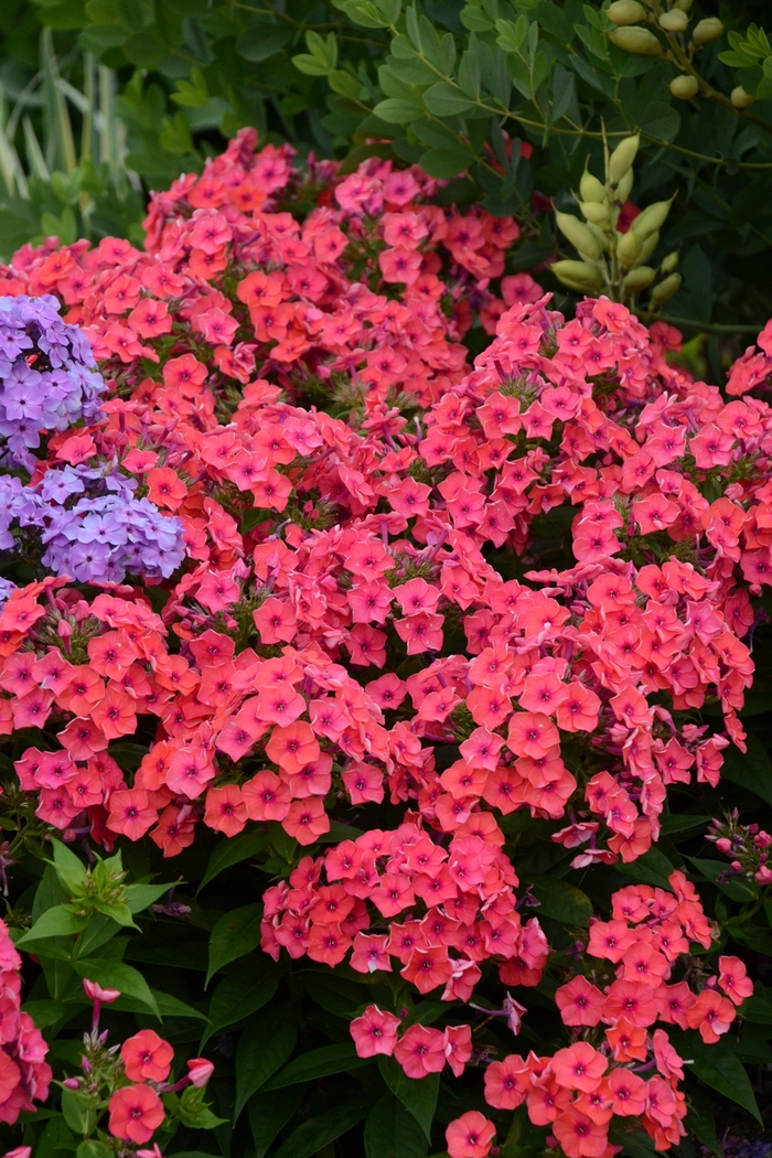 Flame™ Coral Flame® - Phlox paniculata 'Coral Flame®' PP22234 (Garden Phlox) from Milmont Greenhouses Flame™ Coral Flame® - Phlox paniculata 'Coral Flame®' PP22234 (Garden Phlox) from Milmont Greenhouses