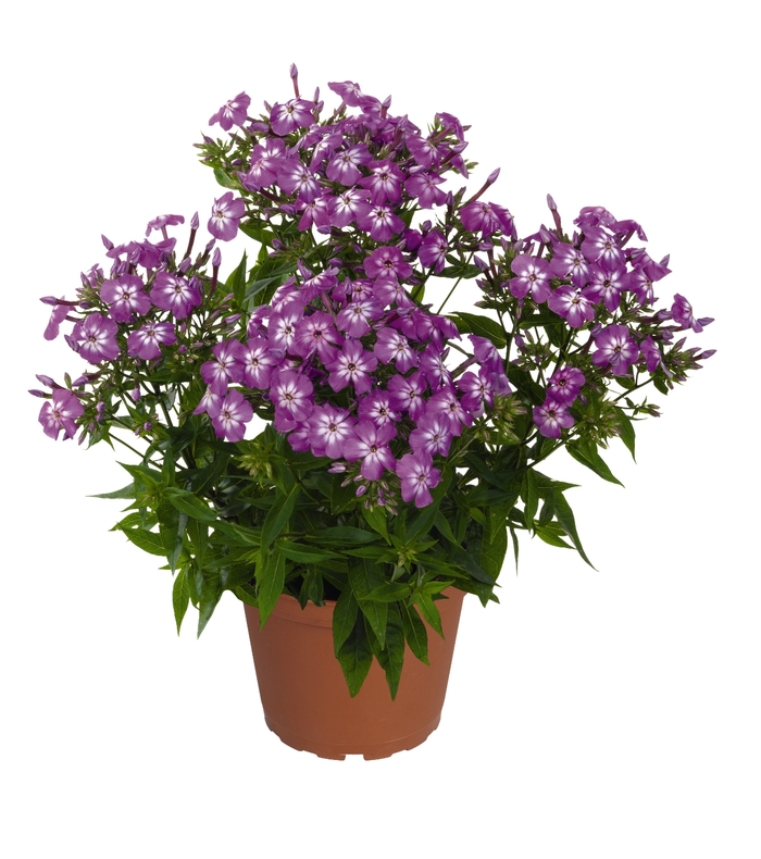 Flame™ Violet Charme - Phlox paniculata 'Violet Charme' (Garden Phlox) from Milmont Greenhouses Flame™ Violet Charme - Phlox paniculata 'Violet Charme' (Garden Phlox) from Milmont Greenhouses