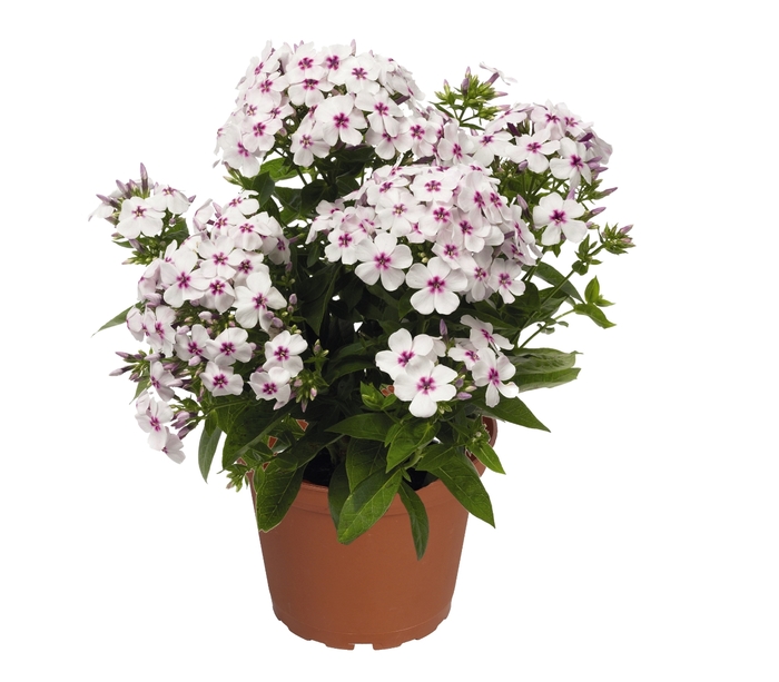 Flame™ White Eye Garden Phlox - Phlox paniculata PP16259 from Milmont Greenhouses