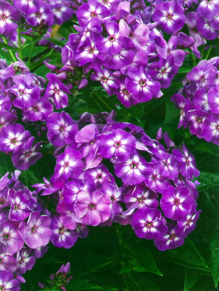Laura Garden Phlox - Phlox paniculata 'Laura' (Garden Phlox) from Milmont Greenhouses Laura Garden Phlox - Phlox paniculata 'Laura' (Garden Phlox) from Milmont Greenhouses
