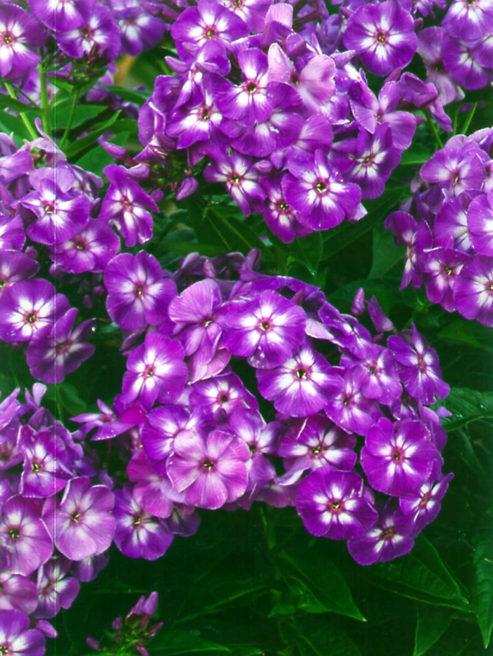 Laura Garden Phlox - Phlox paniculata 'Laura' (Garden Phlox) from Milmont Greenhouses