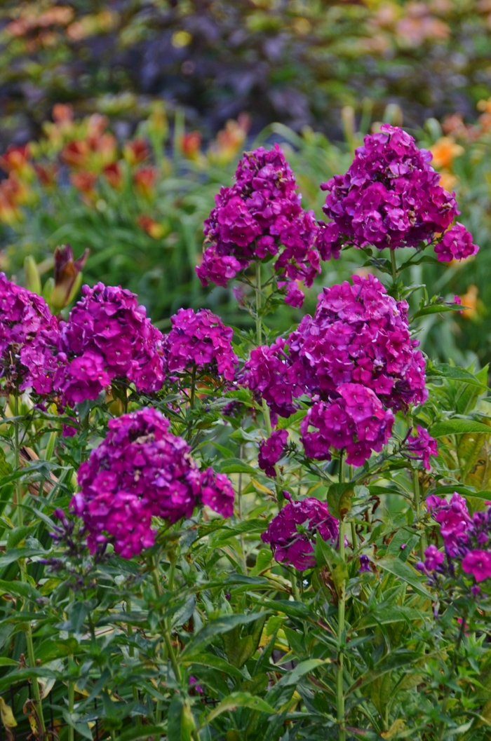 Nicky Garden Phlox - Phlox paniculata 'Nicky' (Garden Phlox) from Milmont Greenhouses