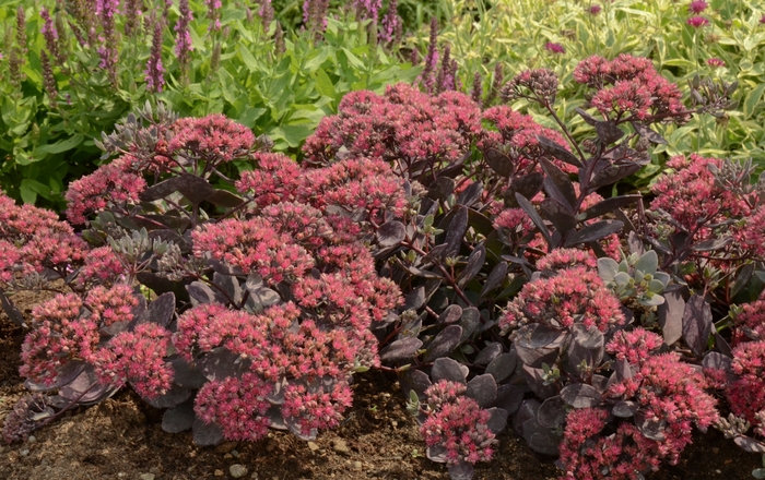 Sunsparkler® Dazzleberry - Sedum 'Dazzleberry' PP22457 (Stonecrop) from Milmont Greenhouses Sunsparkler® Dazzleberry - Sedum 'Dazzleberry' PP22457 (Stonecrop) from Milmont Greenhouses