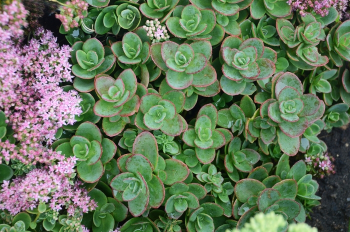 Sunsparkler® Lime Zinger - Sedum 'Lime Zinger' (Stonecrop) from Milmont Greenhouses Sunsparkler® Lime Zinger - Sedum 'Lime Zinger' (Stonecrop) from Milmont Greenhouses