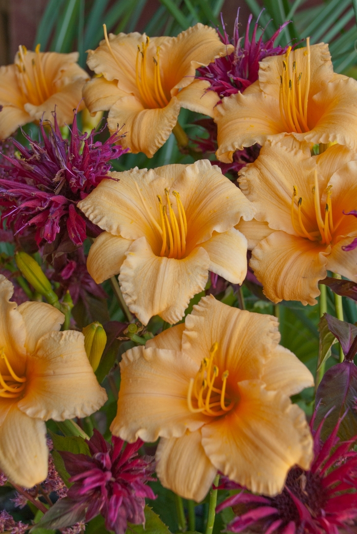 'Apricot Sparkles' Daylily - Hemerocallis from Milmont Greenhouses