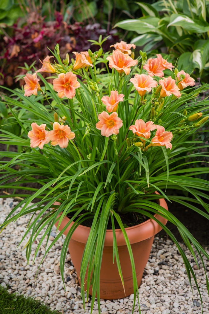 EveryDaylily® Pink Wing - Hemerocallis 'Pink Wing' (Daylily) from Milmont Greenhouses