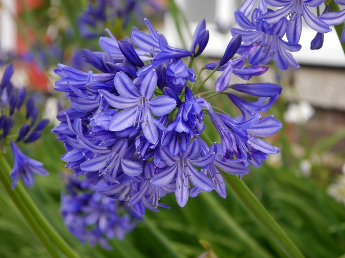 'Northern Star' African Lily - Agapanthus from Milmont Greenhouses