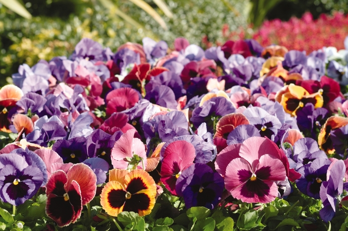 Matrix® 'Coastal Sunrise' - Viola x wittrockiana (Pansy) from Milmont Greenhouses