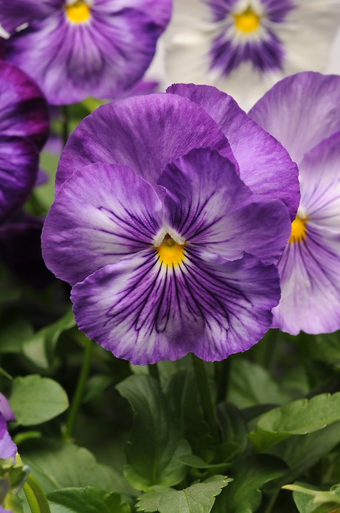 Matrix® 'Lavender Shades' - Viola x wittrockiana (Pansy) from Milmont Greenhouses