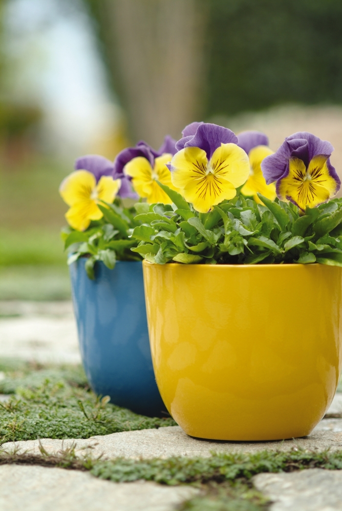 Matrix® 'Morpheus Mix' - Viola x wittrockiana (Pansy) from Milmont Greenhouses Matrix® 'Morpheus Mix' - Viola x wittrockiana (Pansy) from Milmont Greenhouses
