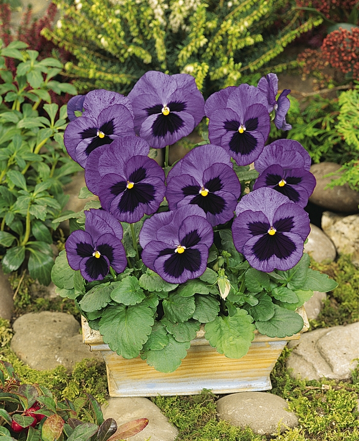 Matrix® 'Ocean' - Viola x wittrockiana (Pansy) from Milmont Greenhouses