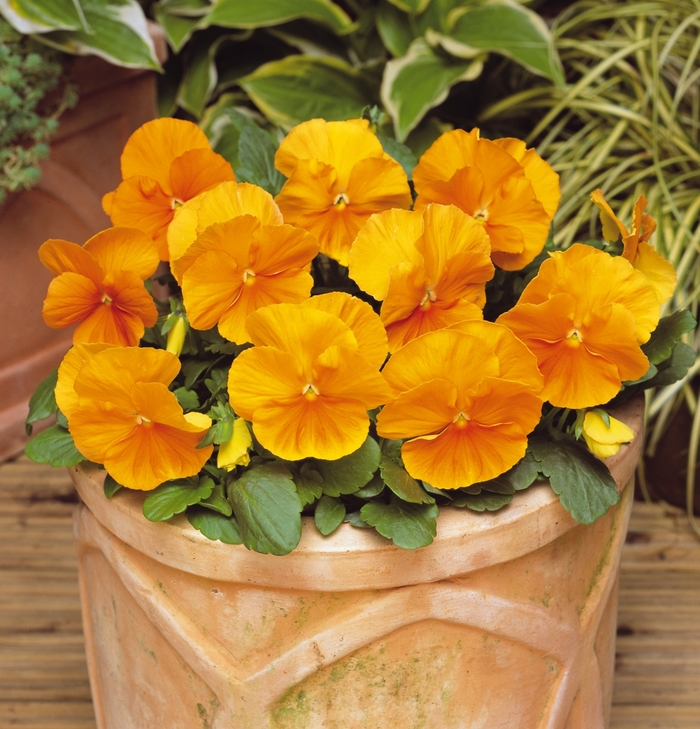 Matrix® 'Orange' - Viola x wittrockiana (Pansy) from Milmont Greenhouses Matrix® 'Orange' - Viola x wittrockiana (Pansy) from Milmont Greenhouses