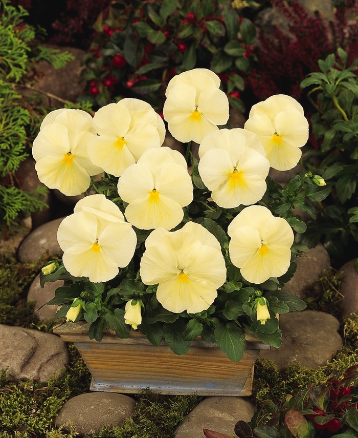 Matrix® 'Primrose' - Viola x wittrockiana (Pansy) from Milmont Greenhouses Matrix® 'Primrose' - Viola x wittrockiana (Pansy) from Milmont Greenhouses