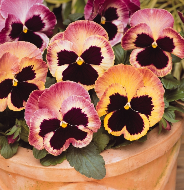 Matrix® 'Sunrise' - Viola x wittrockiana (Pansy) from Milmont Greenhouses