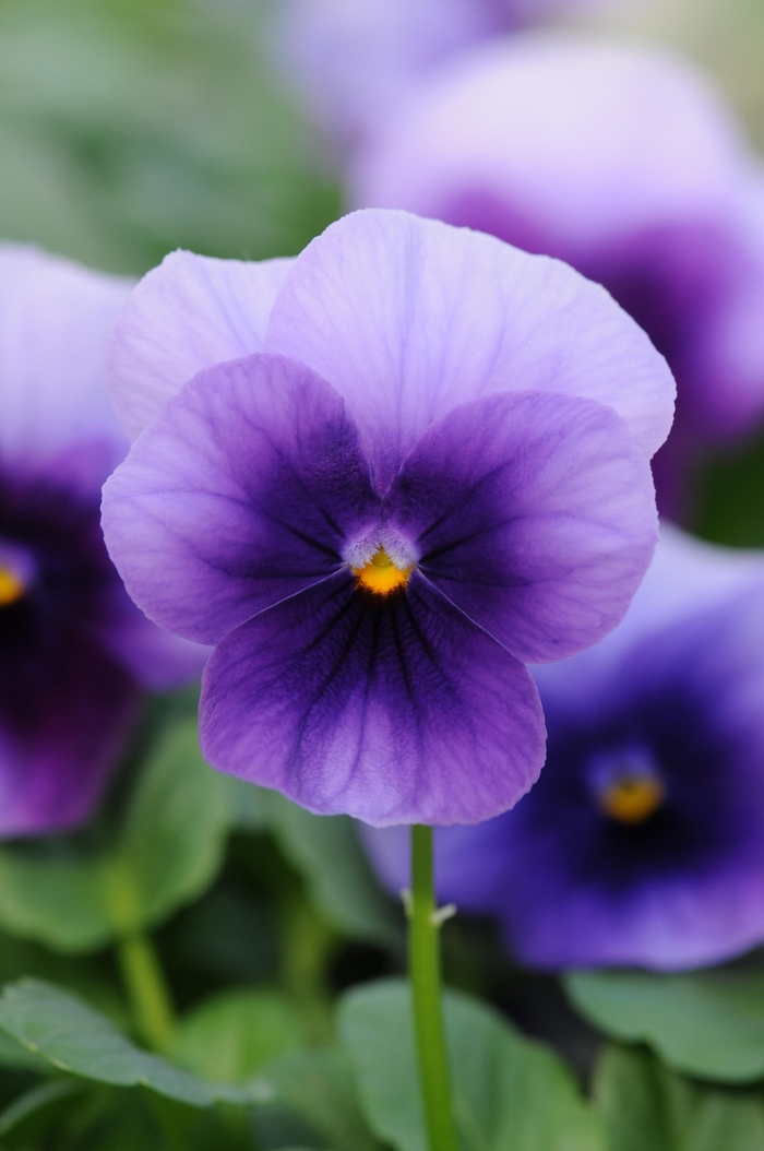 Sorbet® XP 'Beaconsfield' - Viola cornuta (Pansy) from Milmont Greenhouses Sorbet® XP 'Beaconsfield' - Viola cornuta (Pansy) from Milmont Greenhouses