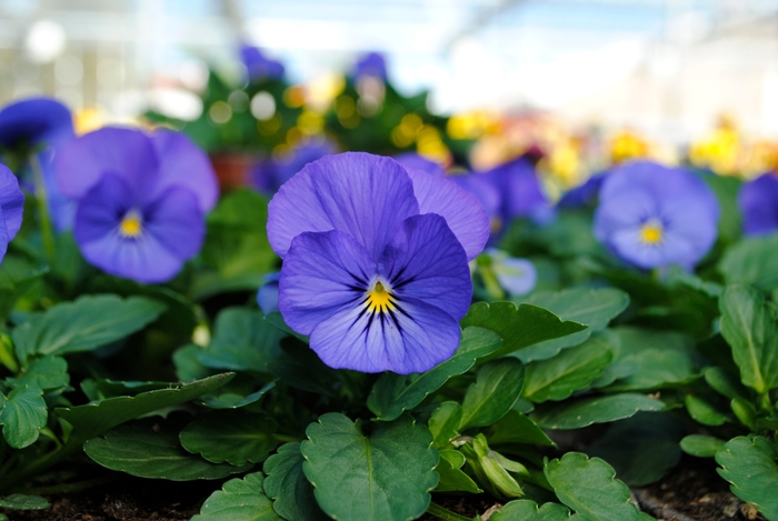 Sorbet® XP 'True Blue' - Viola cornuta (Pansy) from Milmont Greenhouses Sorbet® XP 'True Blue' - Viola cornuta (Pansy) from Milmont Greenhouses