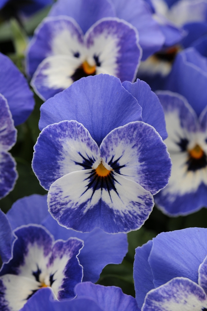 Sorbet® XP 'Delft Blue' - Viola cornuta from Milmont Greenhouses