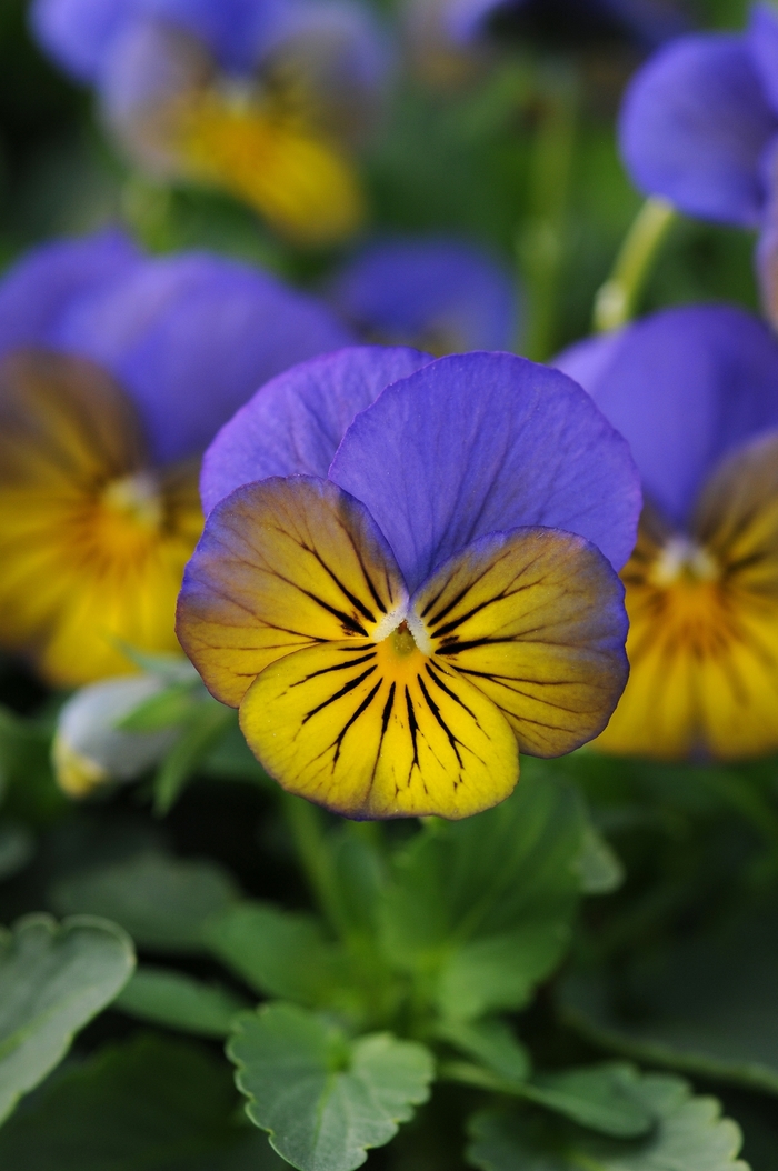 Sorbet® XP 'Morpho' - Viola cornuta from Milmont Greenhouses