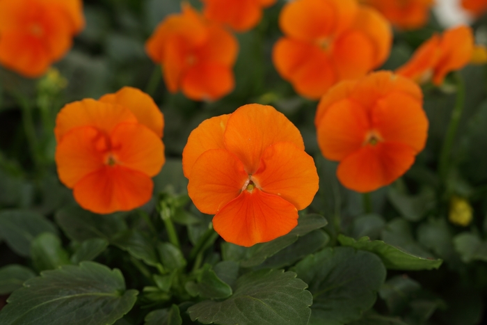 Sorbet® XP 'Deep Orange' - Viola cornuta (Pansy) from Milmont Greenhouses